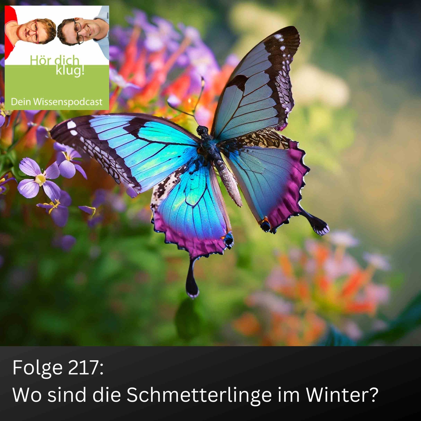 Wo sind die Schmetterlinge im Winter?