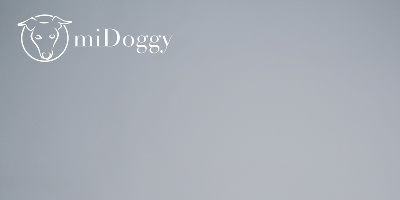 miDoggy || Der Podcast für Hundebegeisterte