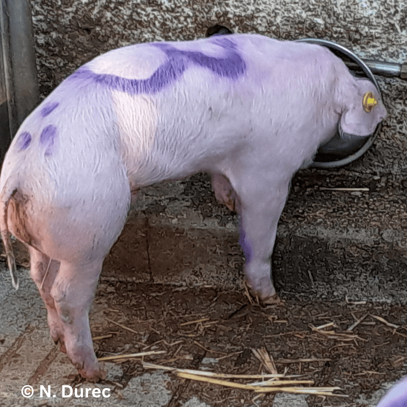 Folge 159: Absetzdurchfall: (K)Ein Ende in Sicht?! Neue Ansätze für ein altbekanntes Problem