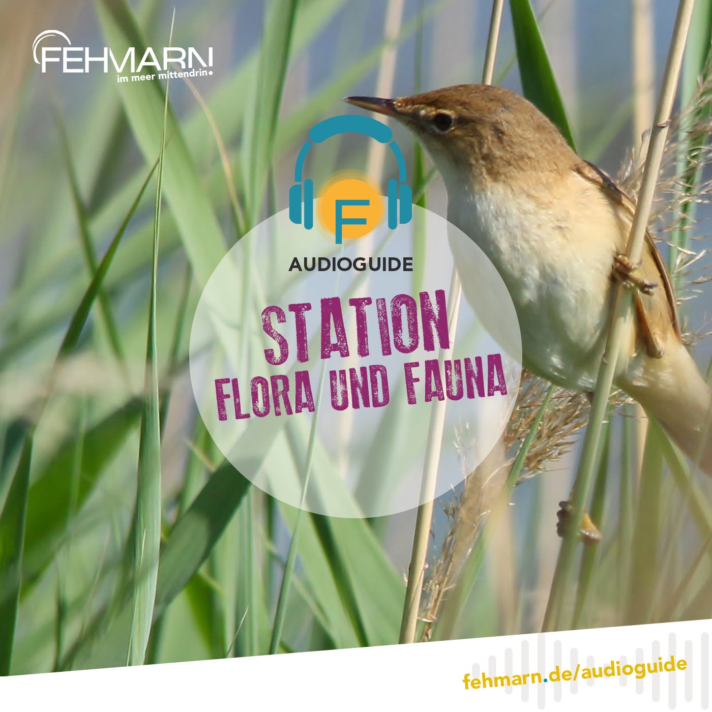 Flora und Fauna - Audioguide Fehmarn