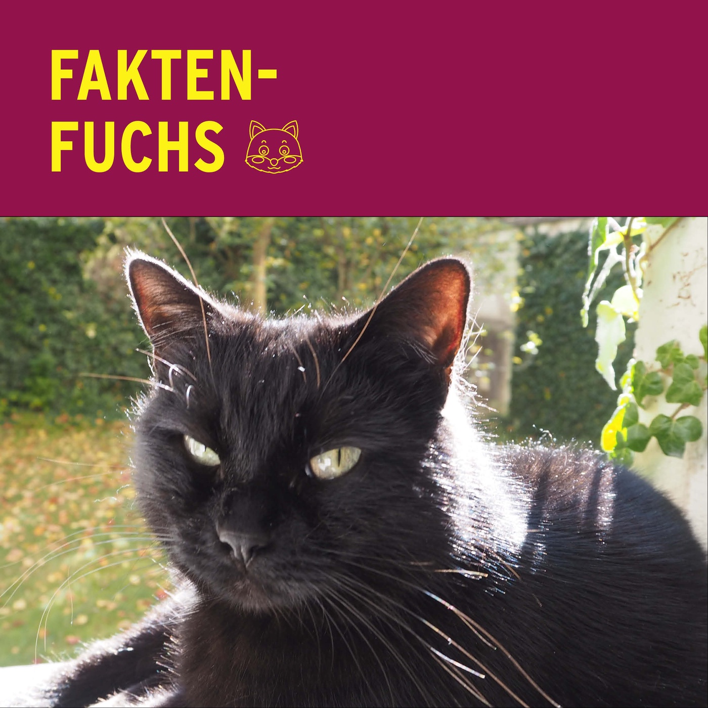 Faktenfuchs: Katzen