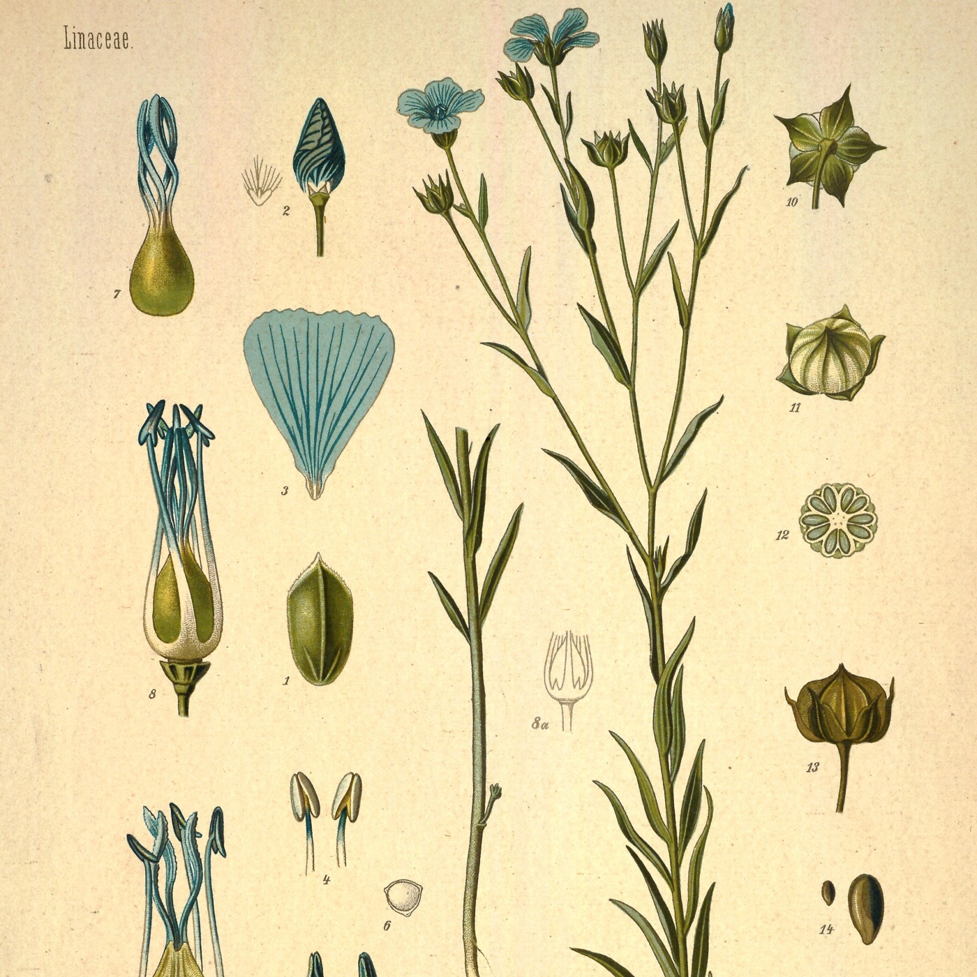 A-017: Schlesiens global vernetzte Wirtschaft in der Frühneuzeit, mit Dr. Anka Steffen {Stiftung Kulturwerk Schlesien}