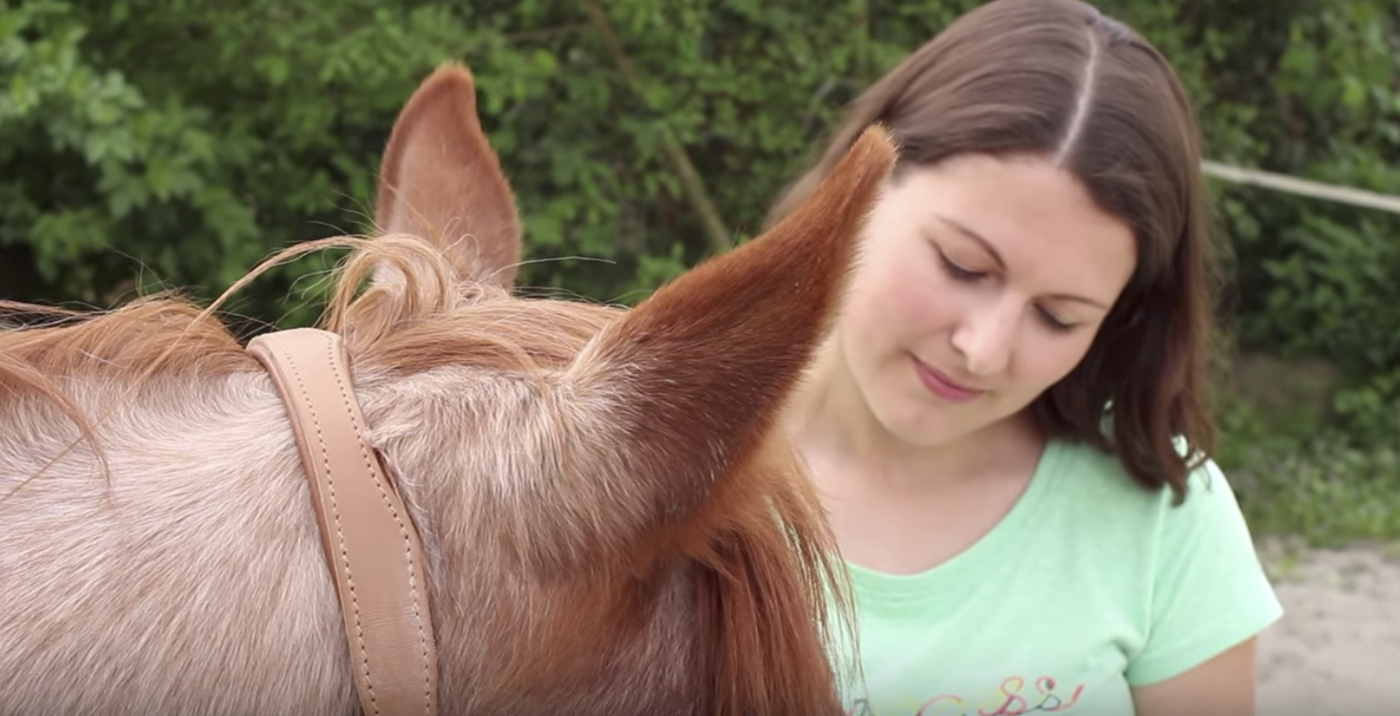 Mehr Vertrauen zum Pferd mit der Trust Technique?