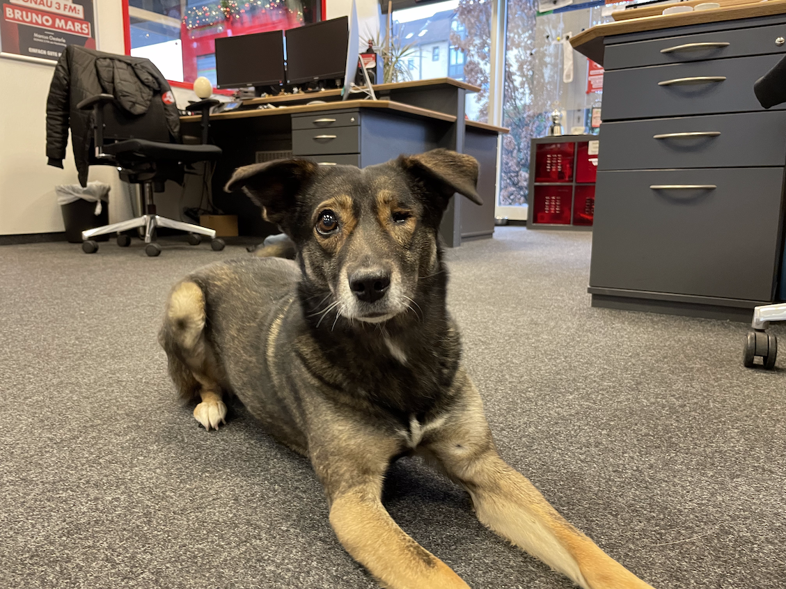 Was machen ein Moderator, ein Hund und ein Experte gemeinsam in einem Studio?