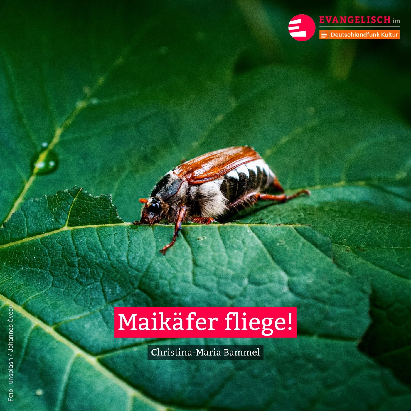 Maikäfer fliege!