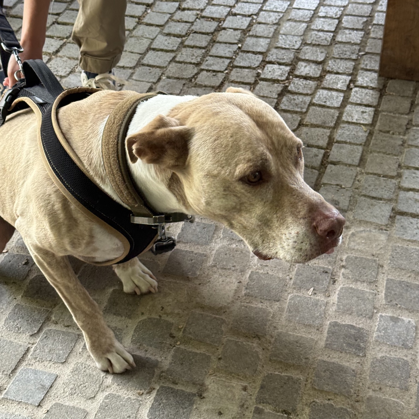 Mit Hund und Herz: Lissis Reise zum Hesselberg