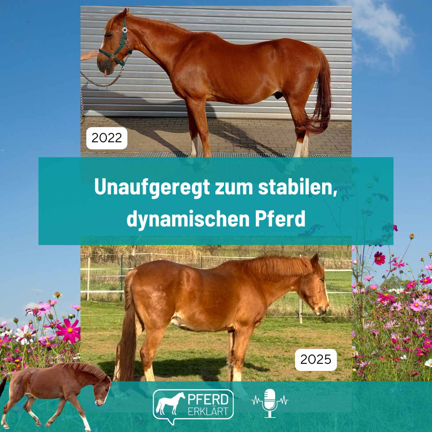 Unaufgeregt vom weichen Reitaal zum stabilen Pferd