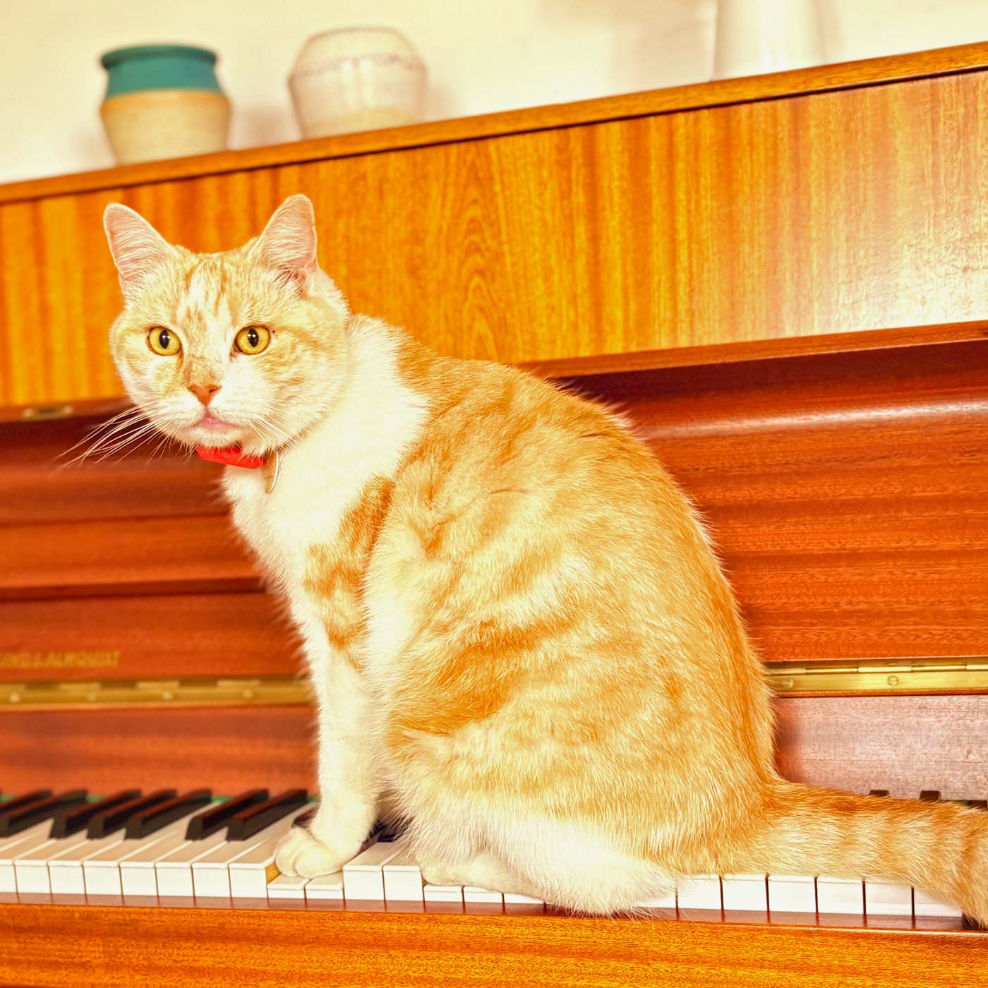 Jane Campion – Teil 3 (2009-2021)