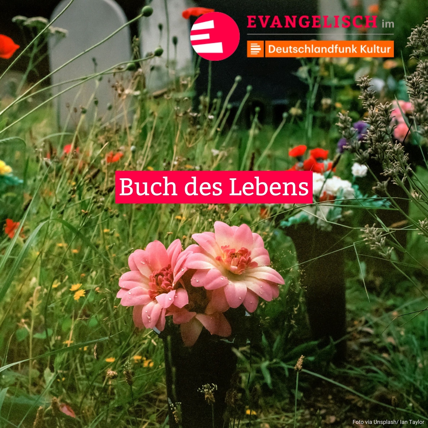 Buch des Lebens