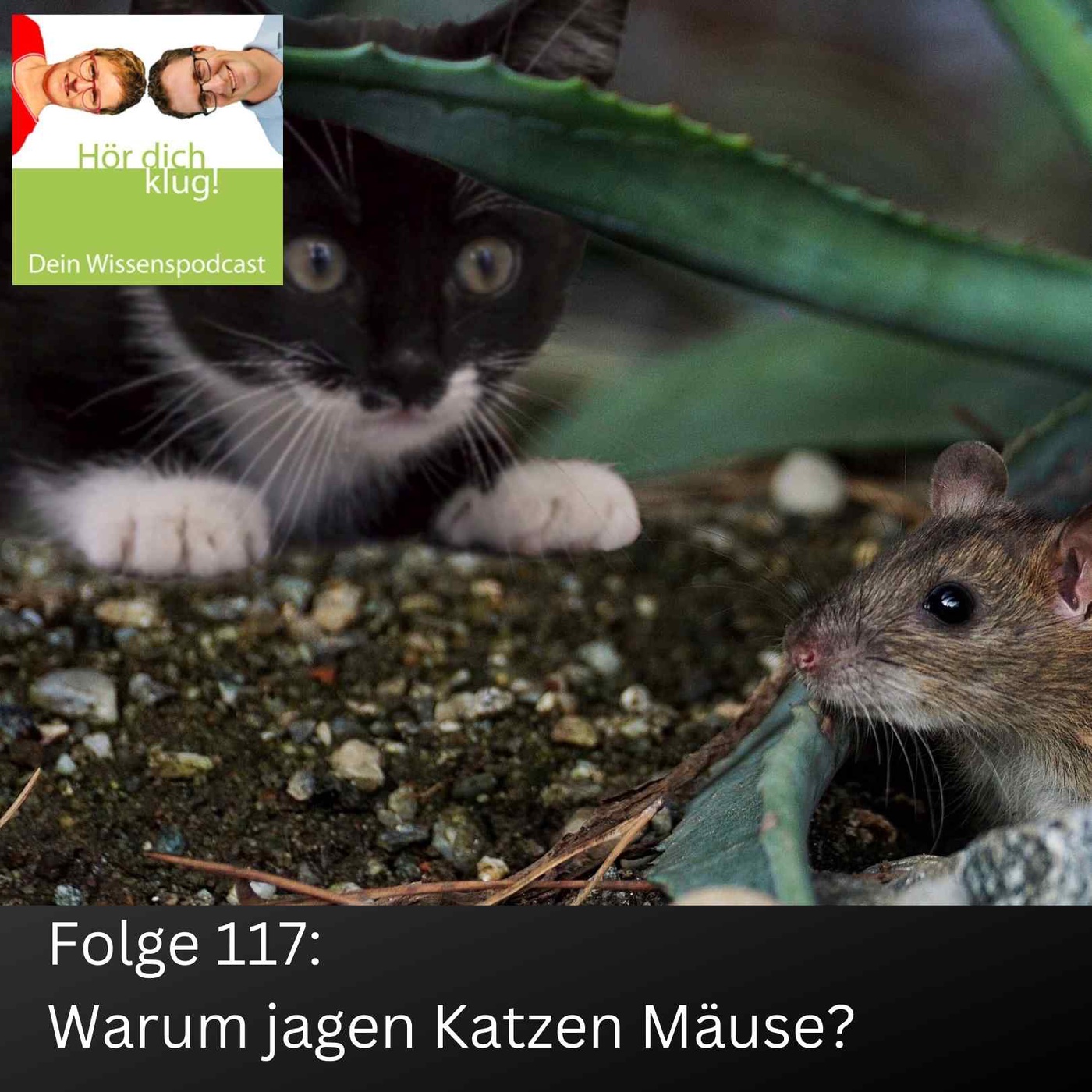 Warum jagen Katzen Mäuse?