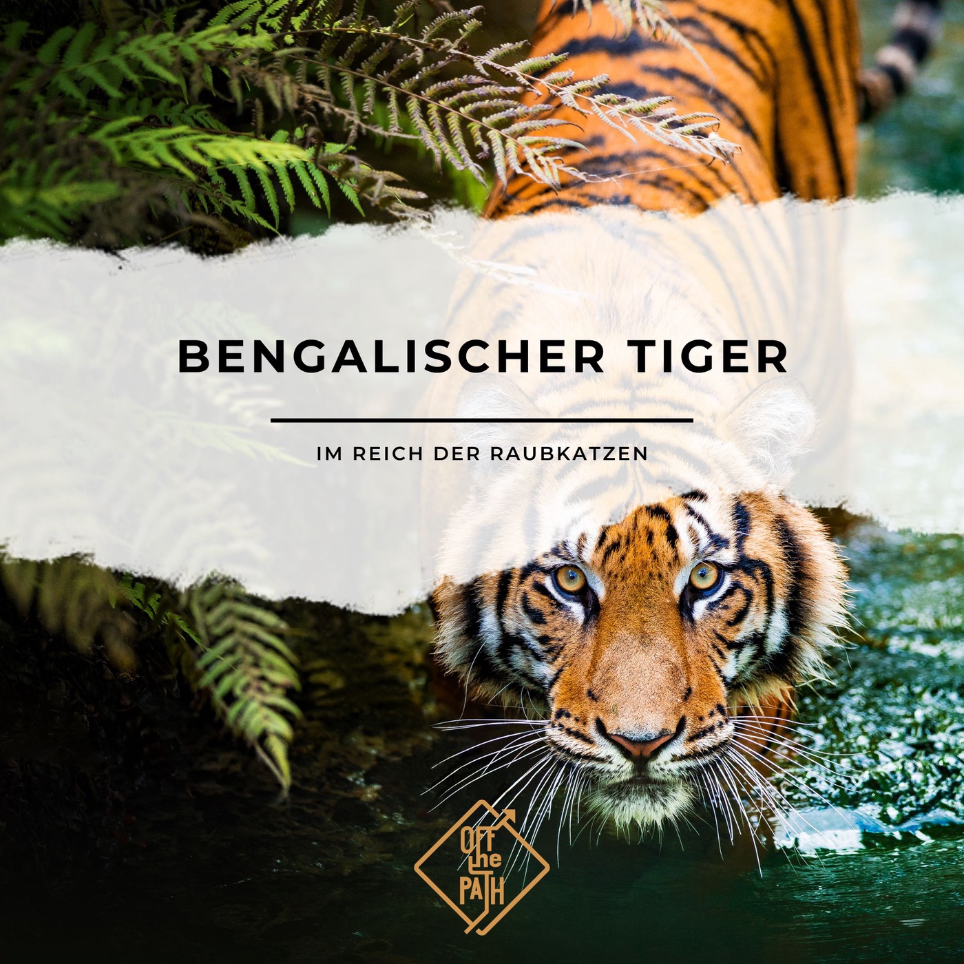 Bengalischer Tiger