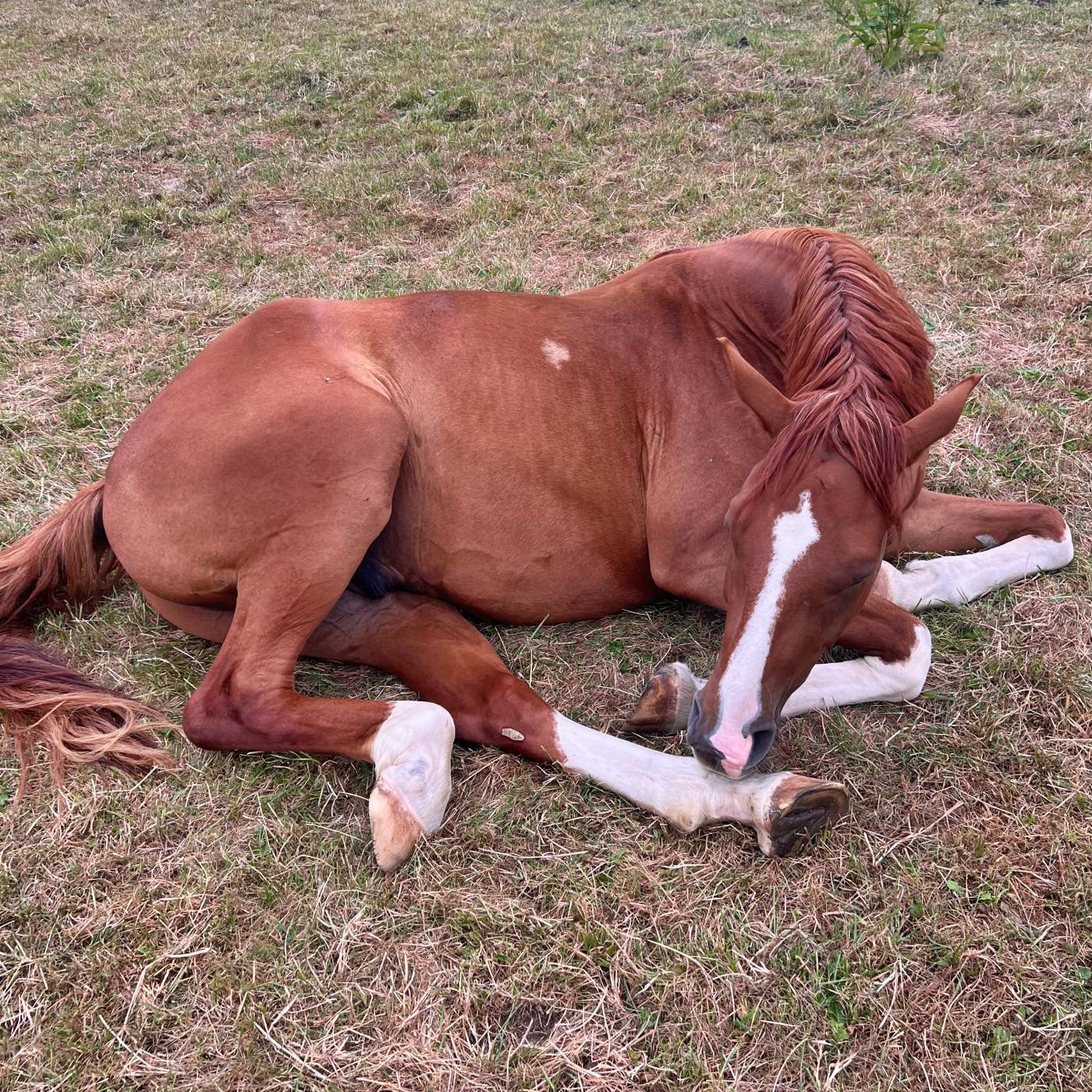#473 Das schlafende Pferd