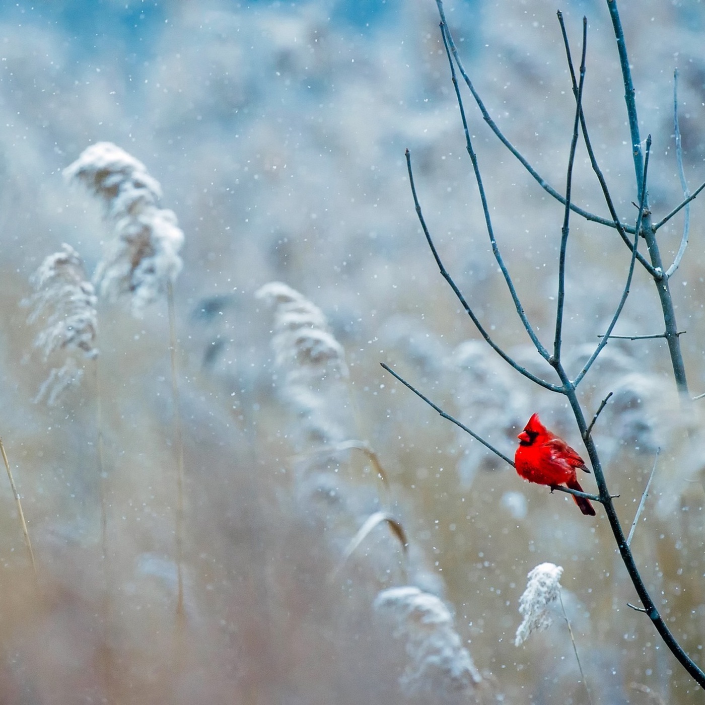 Adventkalender