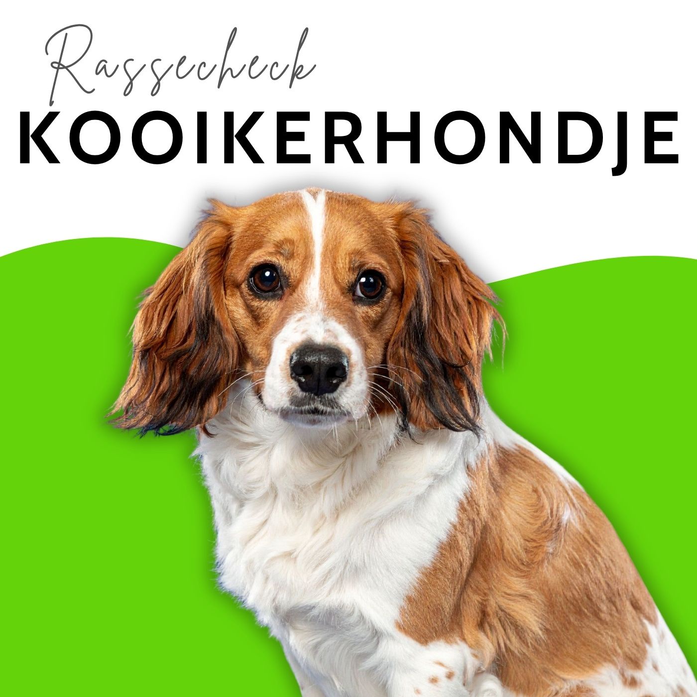 Kooikerhondje I Dieser niedliche Hund SCHNAPPT häufig