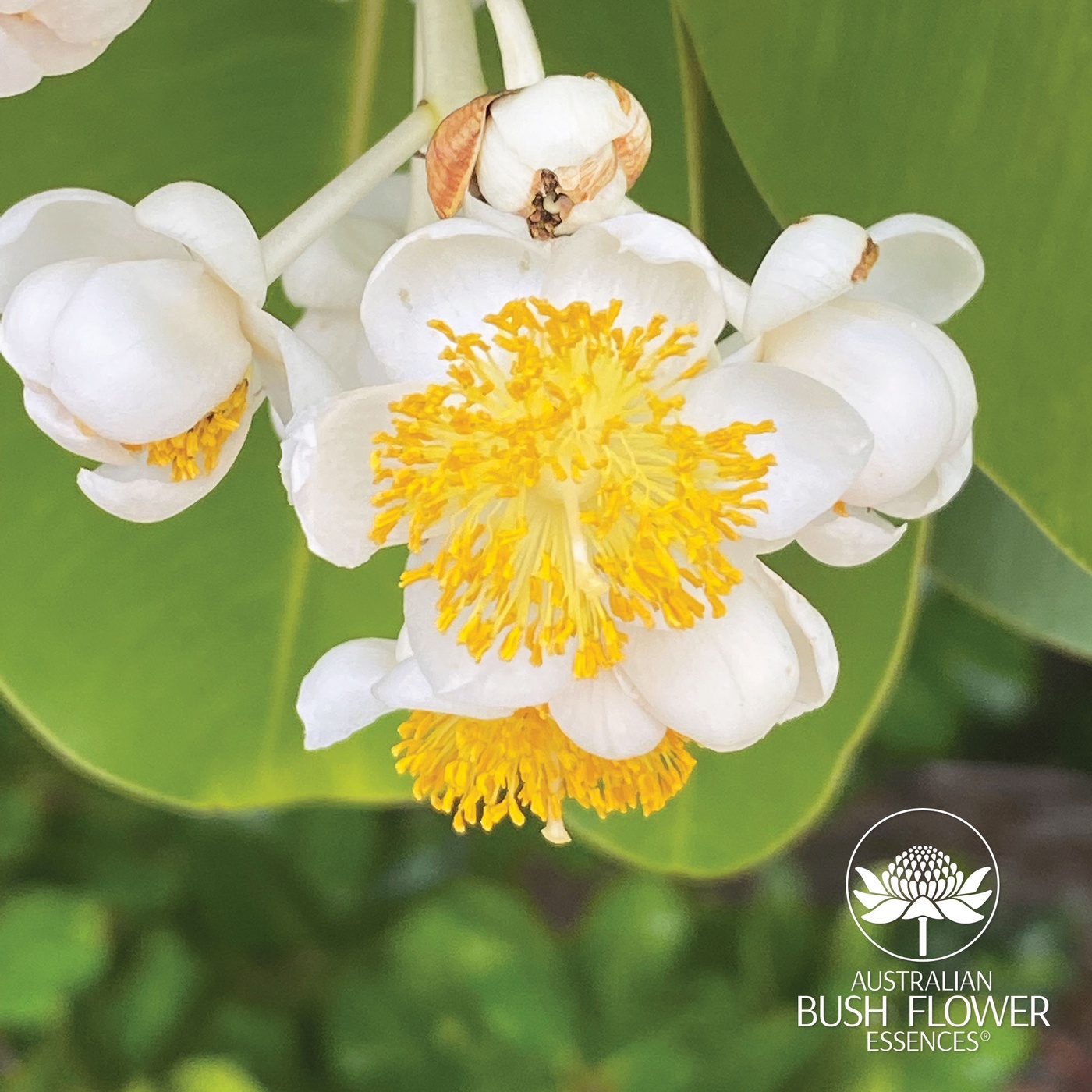 Calophyllum: Die eigenen Führungsqualitäten entwickeln und aktivieren