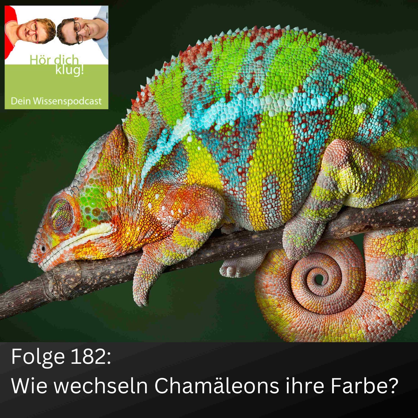 Wie wechseln Chamäleons ihre Farbe?