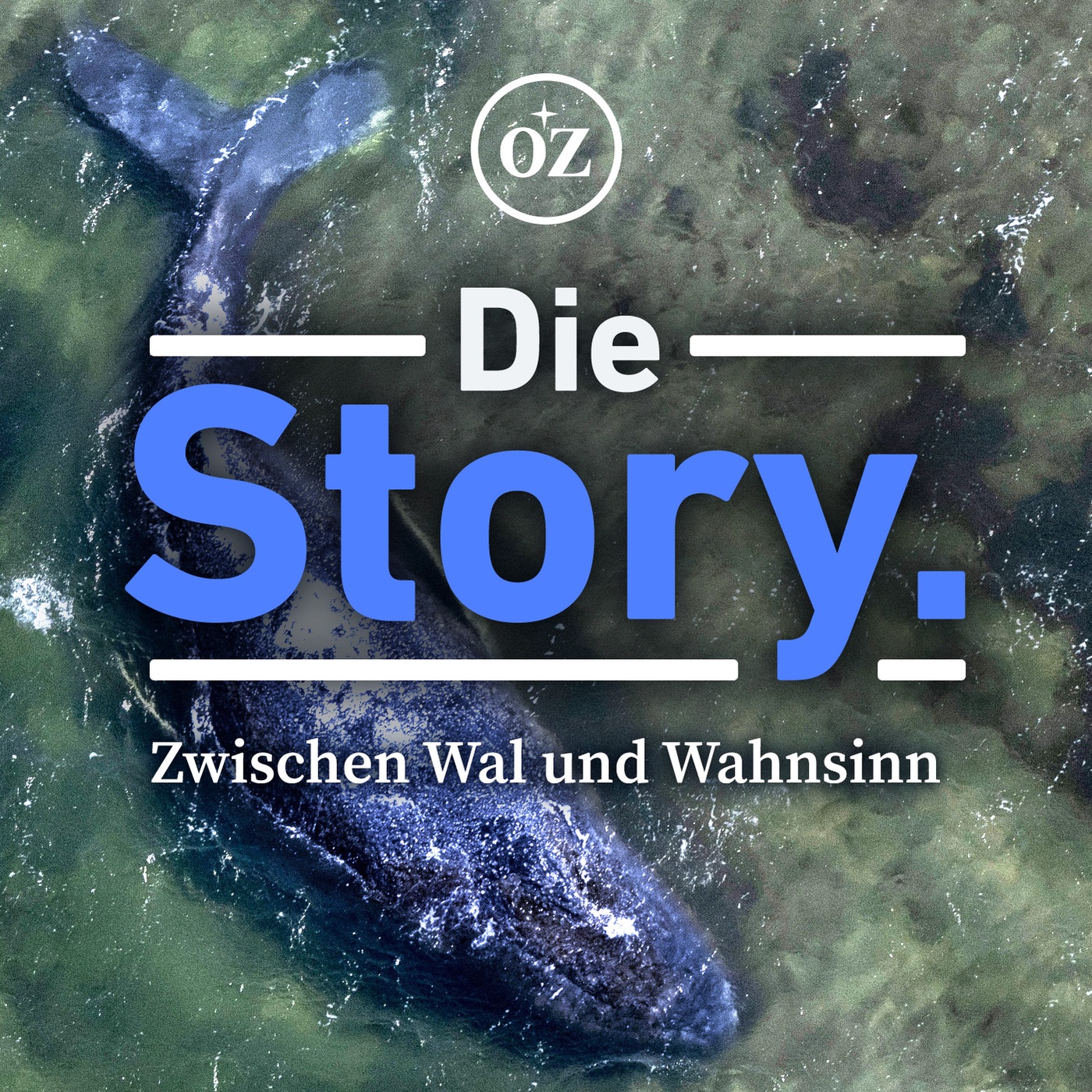 Timmy alias Hope: Wie ein Buckelwal in der Ostsee für Wahnsinn sorgte