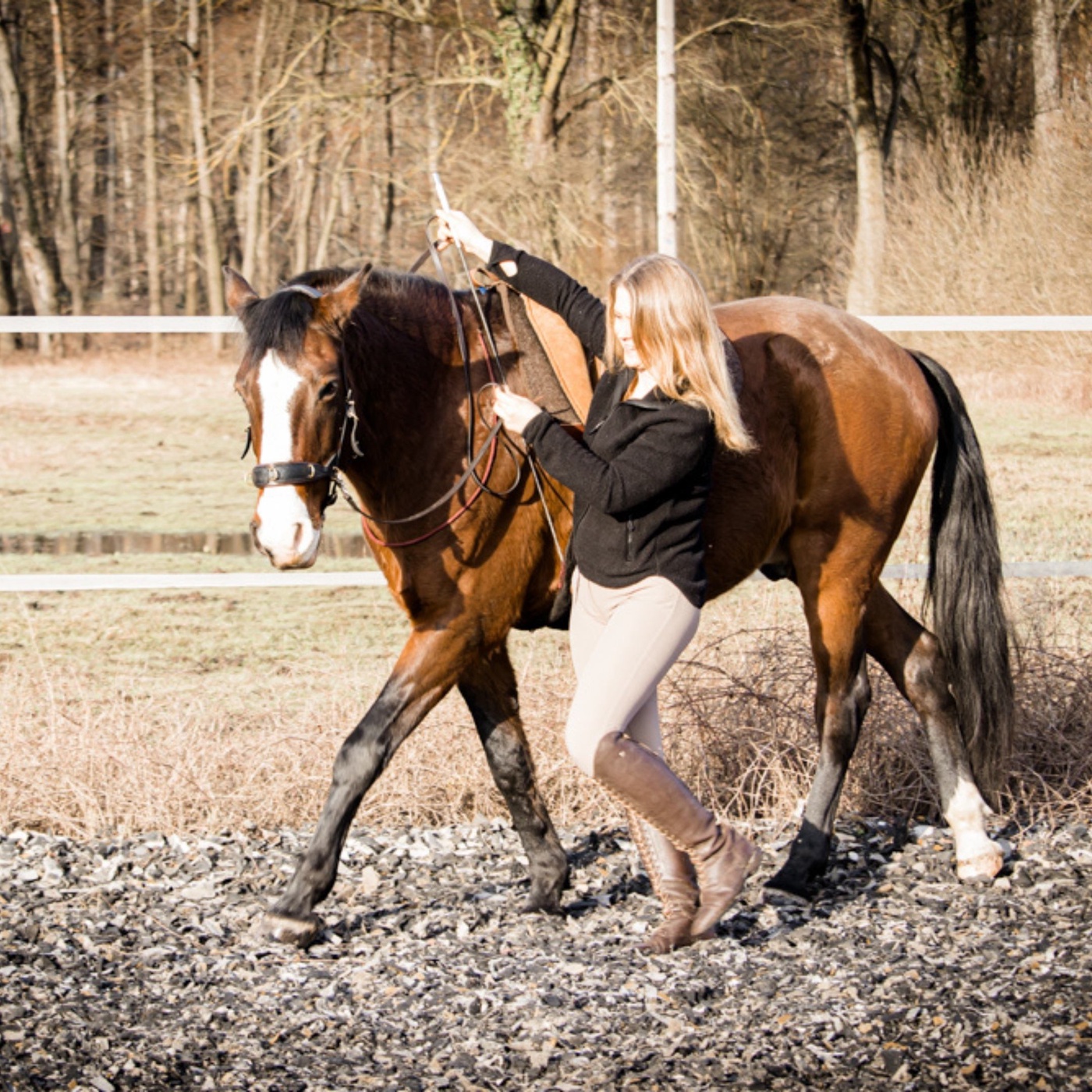 Bodenarbeit = Mehr als Longieren