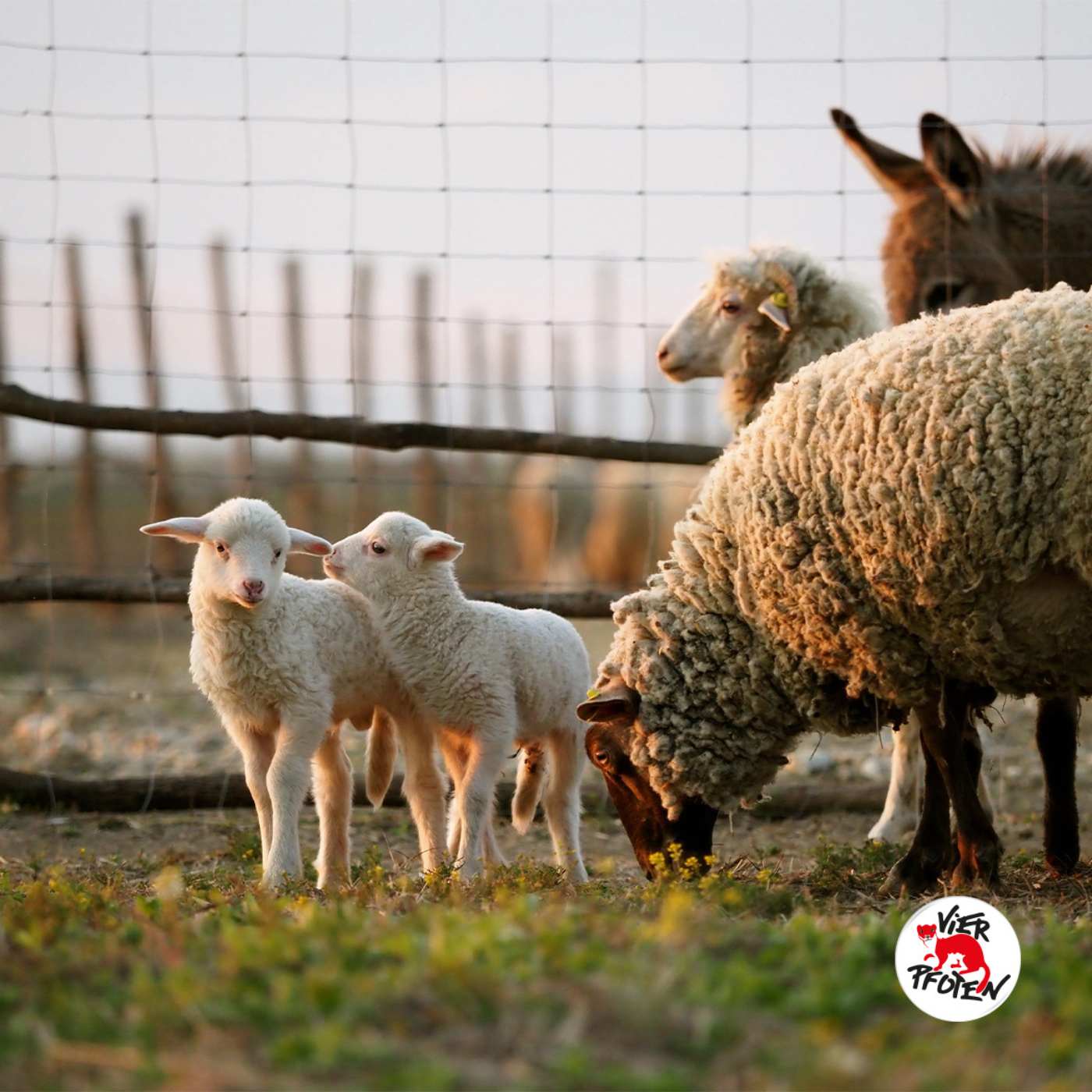 Schafe in Seenot – Die grausame Realität von Tiertransporten