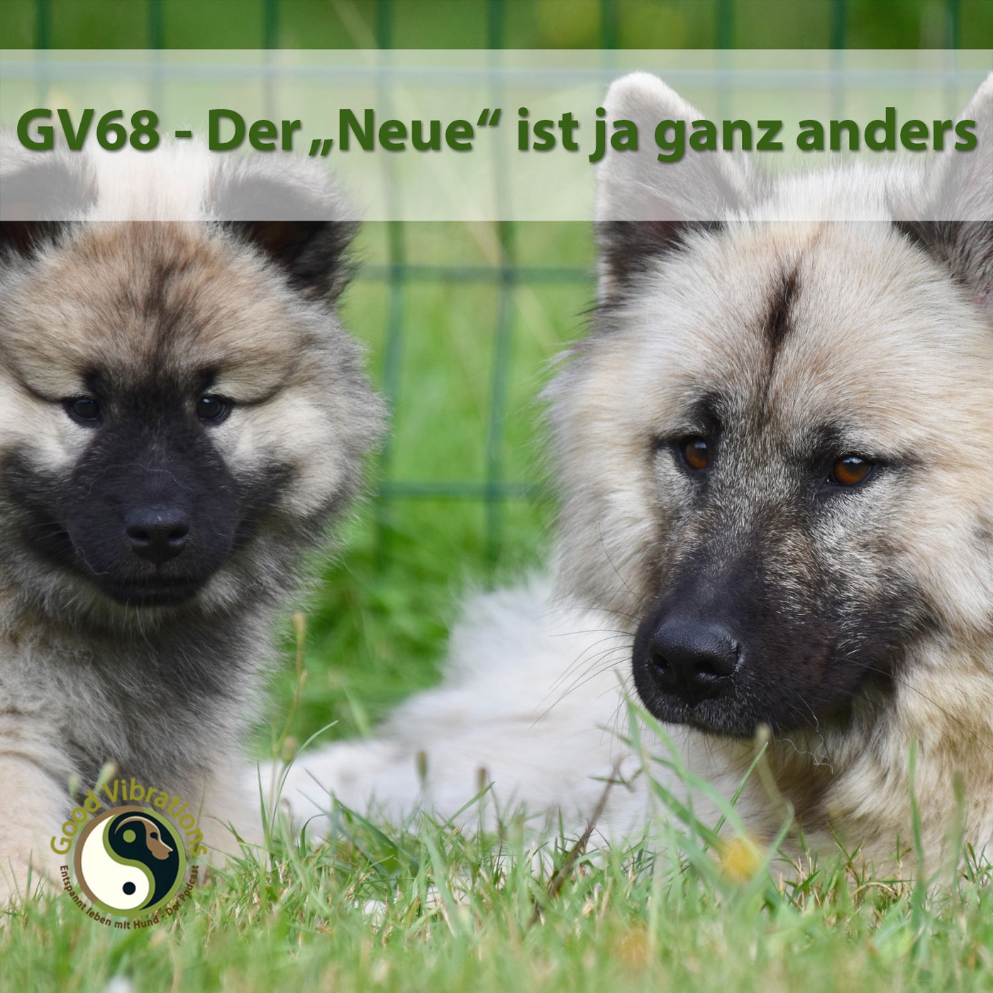 GV 68_Der neue Hund ist ganz anders als der Alte
