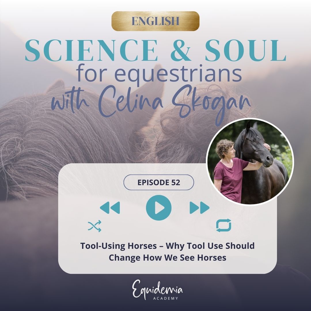 Tool-Using Horses – Why Tool Use Should Change How We See Horses