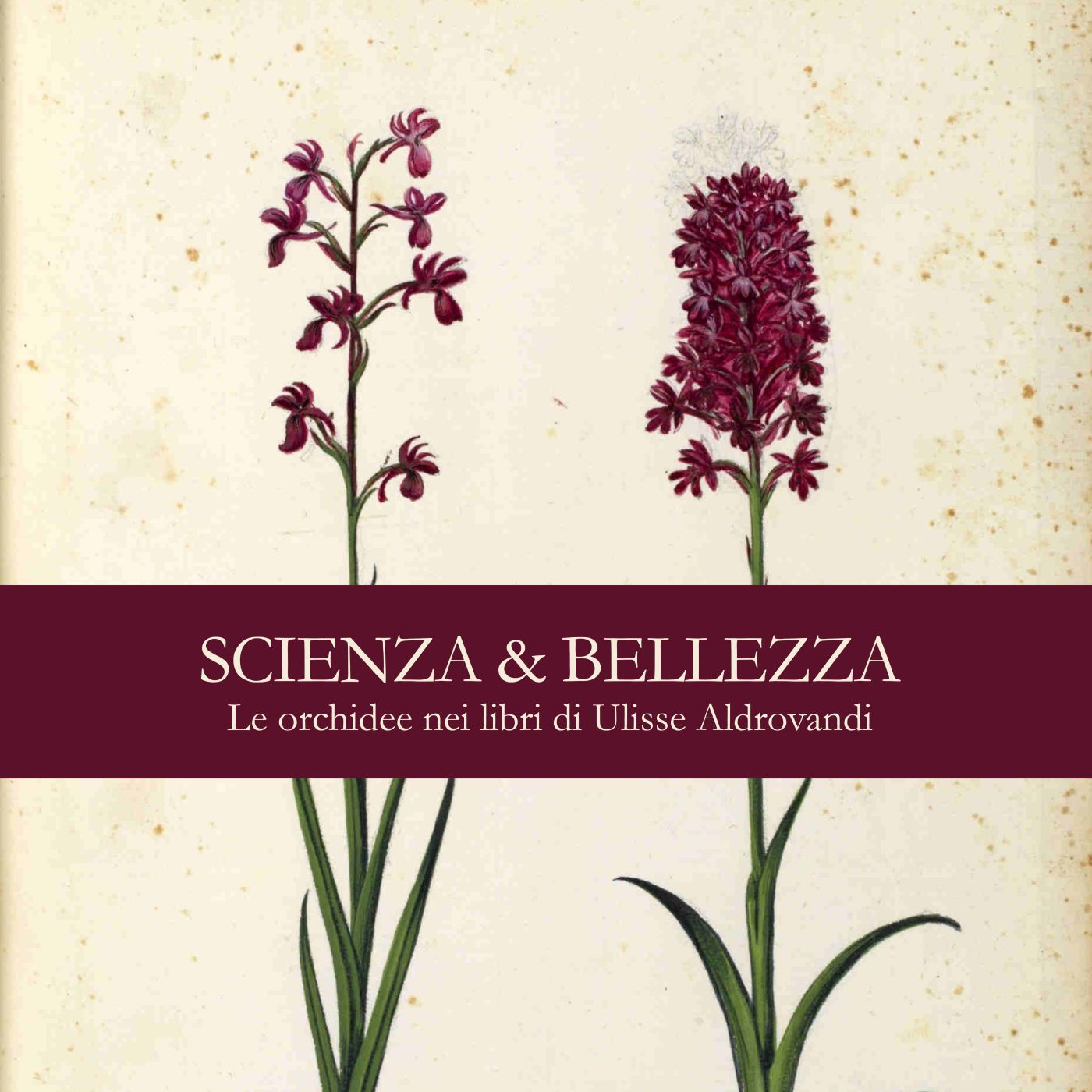 SMA audioguida - Scienza & bellezza. Le orchidee nei libri di Ulisse Aldrovandi