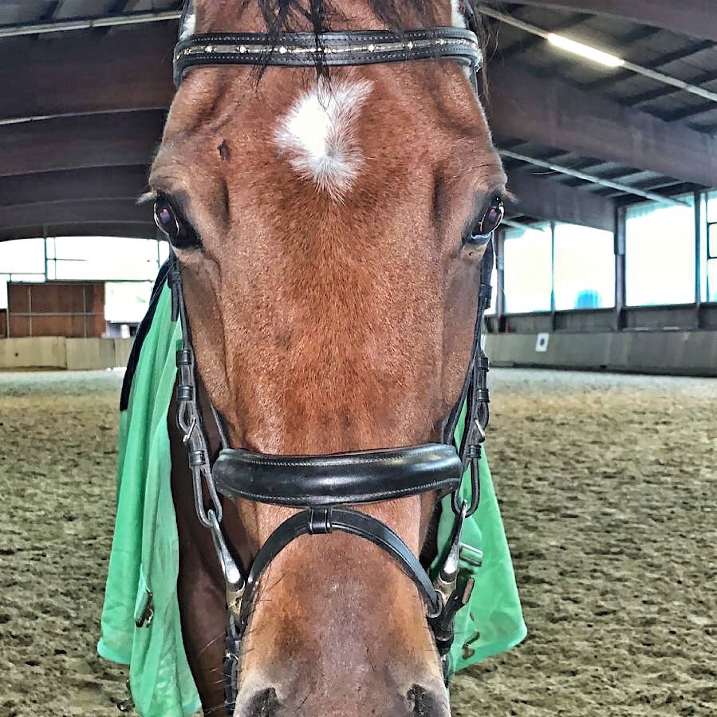 Episode 86 - Ponys in der Muckibude