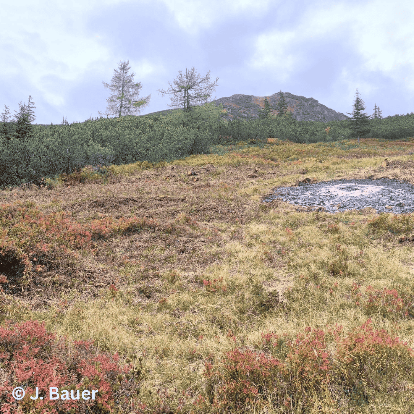 Folge 156: Almmosaik: Wie Natur und Landwirtschaft gemeinsam Zukunft schaffen