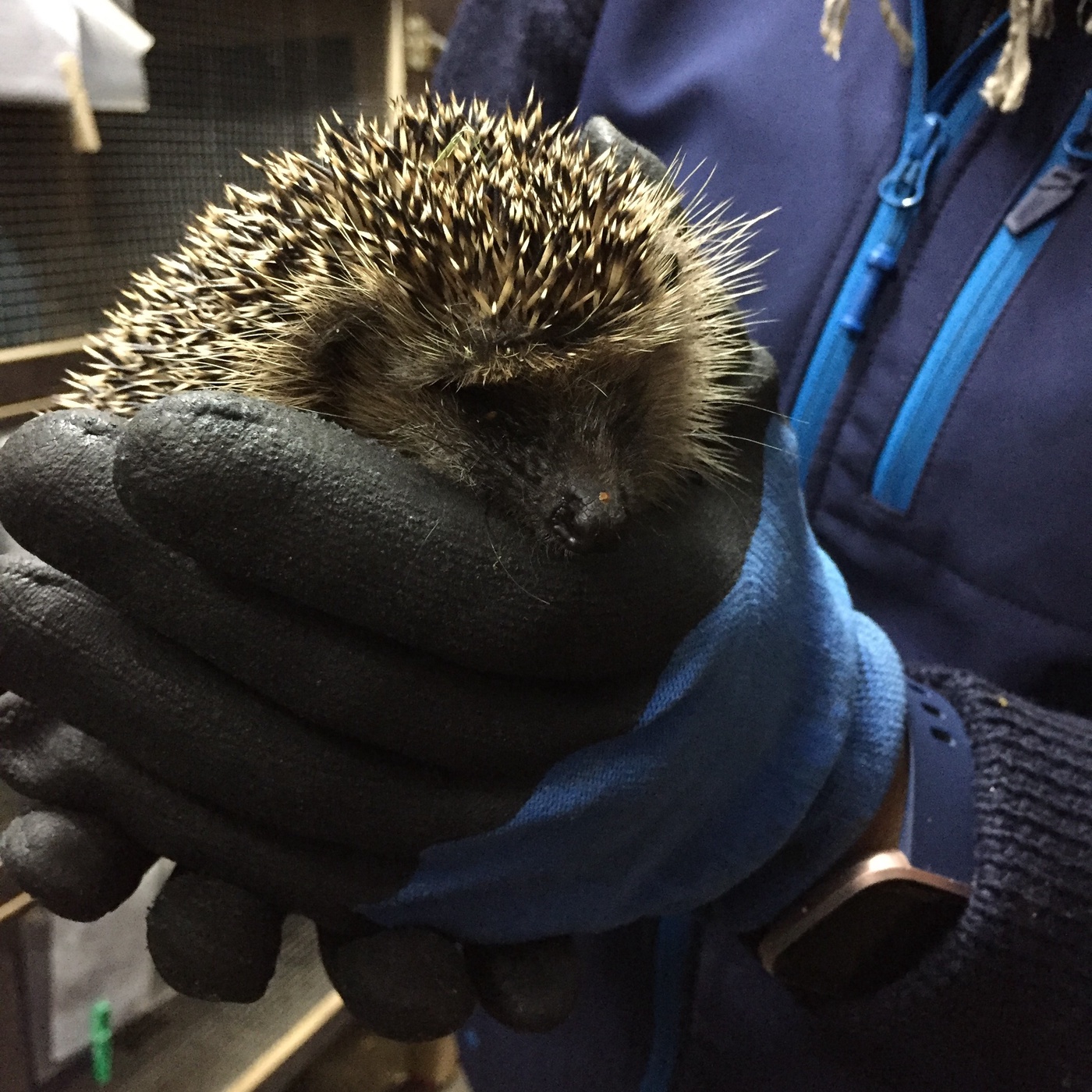 Igel in Not