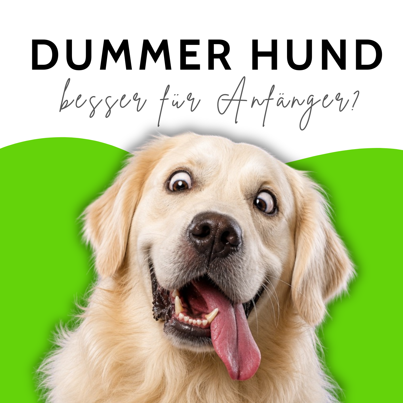 Sind DUMME Hunde die besseren Anfängerhunde