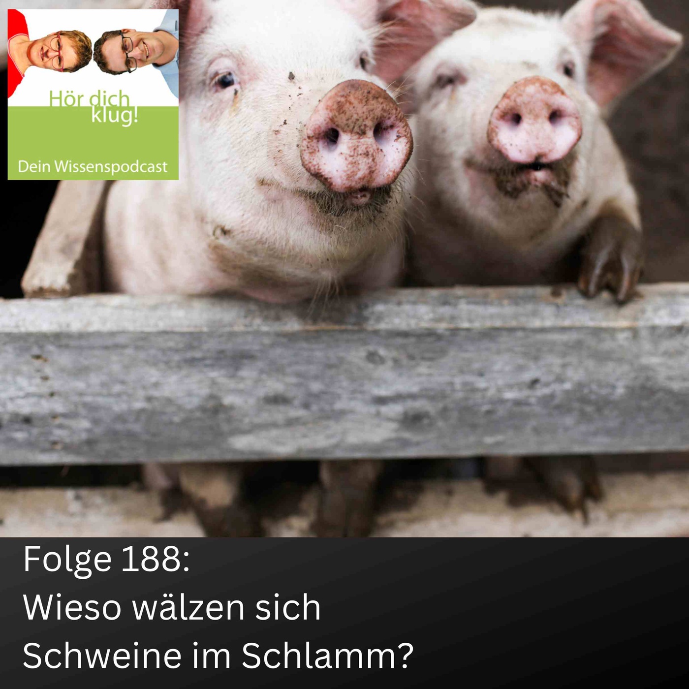 Wieso wälzen sich Schweine im Schlamm?