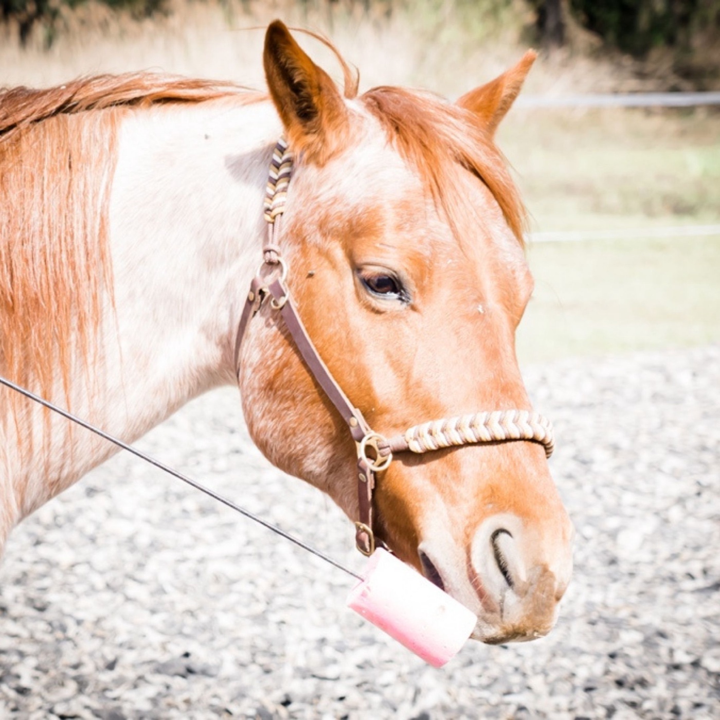 Hitzetipps! Was Du mit deinem Pferd im Sommer machen kannst