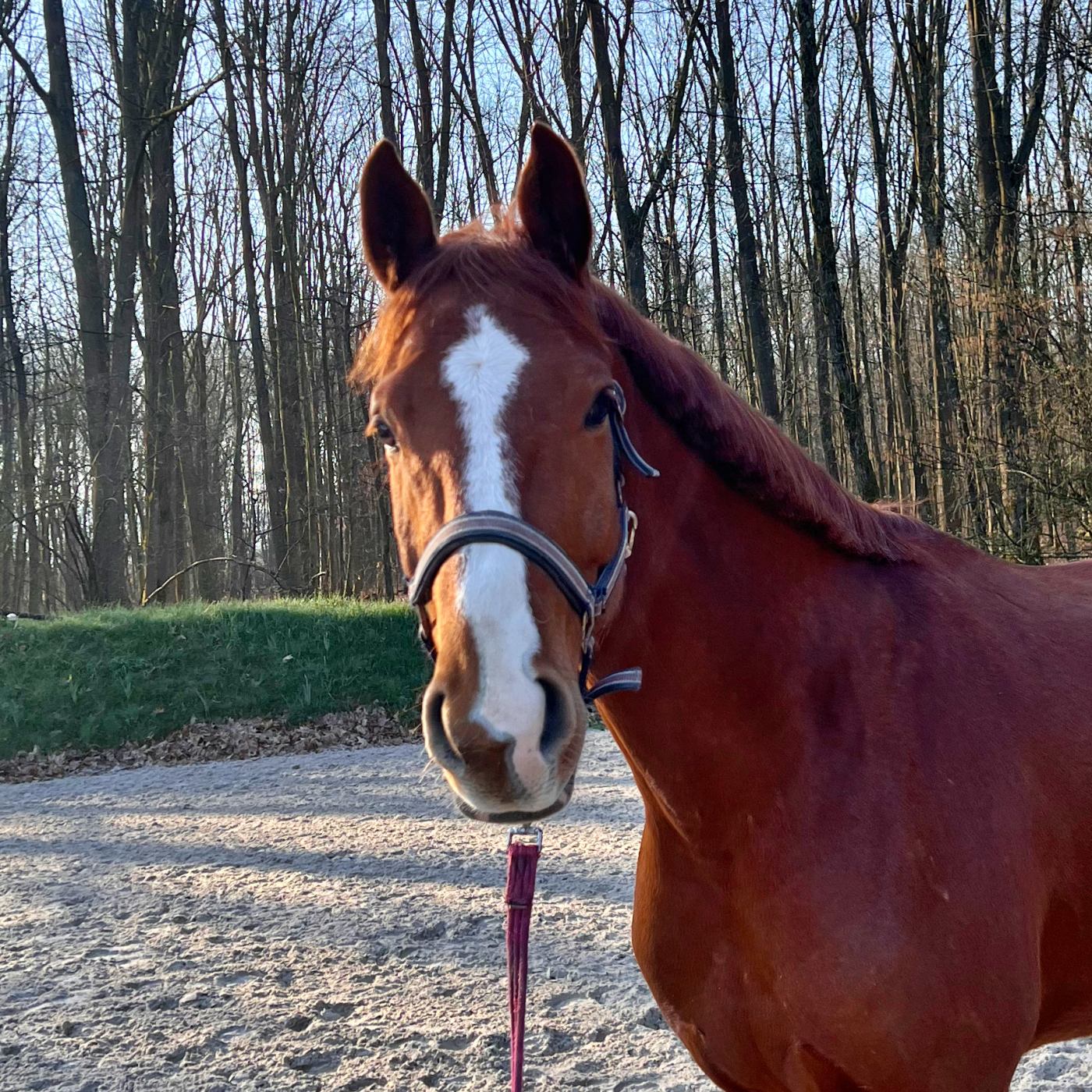 #426 Stallwissen am Schnapsbrunnen und eine Heulage-Frage