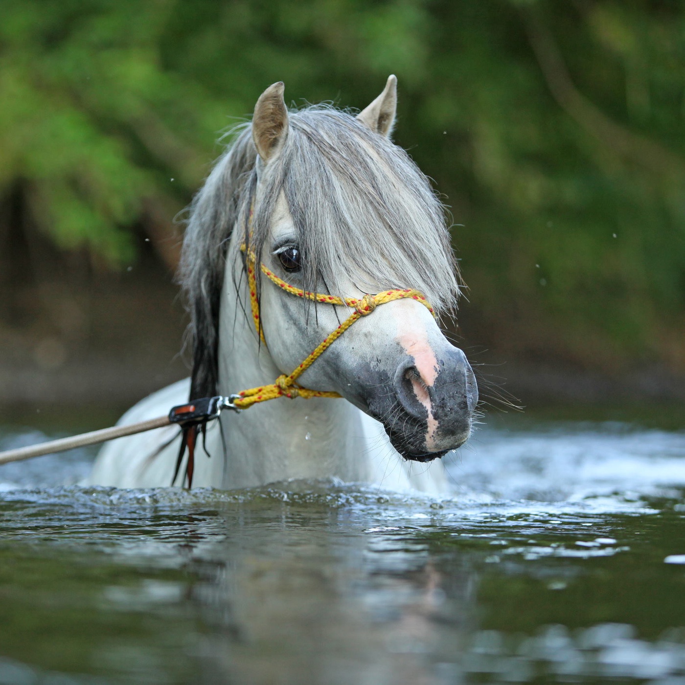 Eine wilde Geschichte aus jungen Jahren, unfreiwillig mit dem Pferd im Eiswasser...