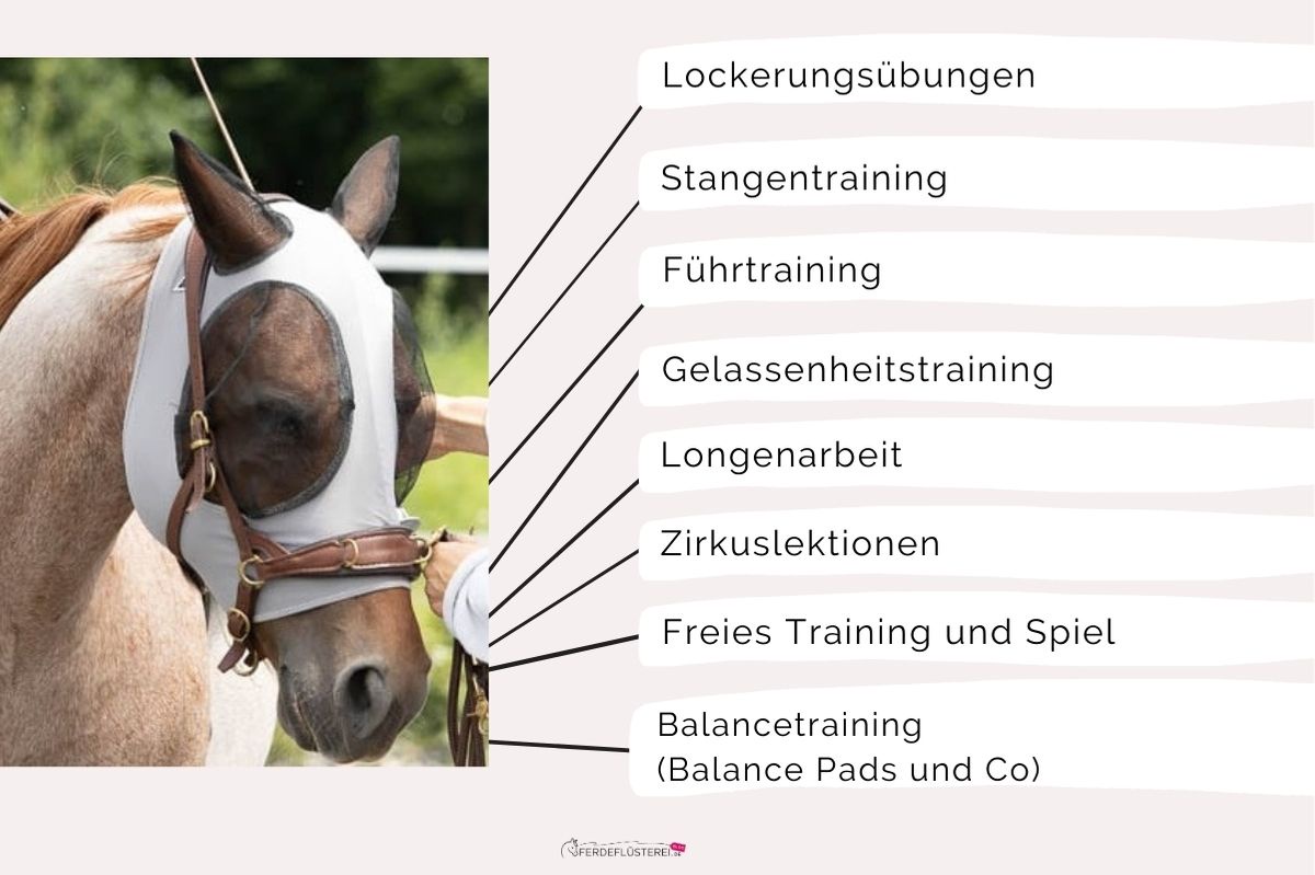 Geniales Tool: Trainingsplan für dein Pferd