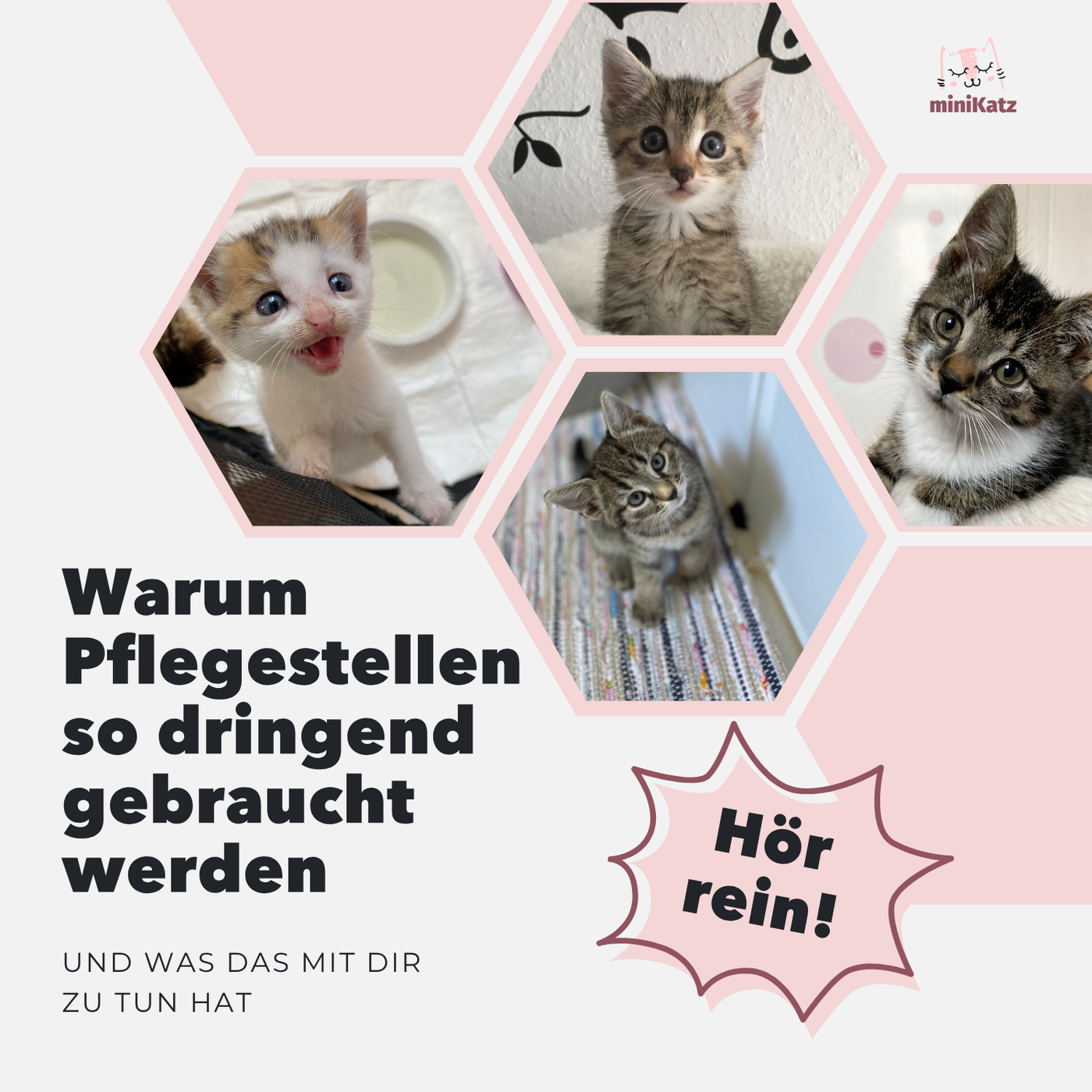 Warum Pflegestellen so dringend gebraucht werden
