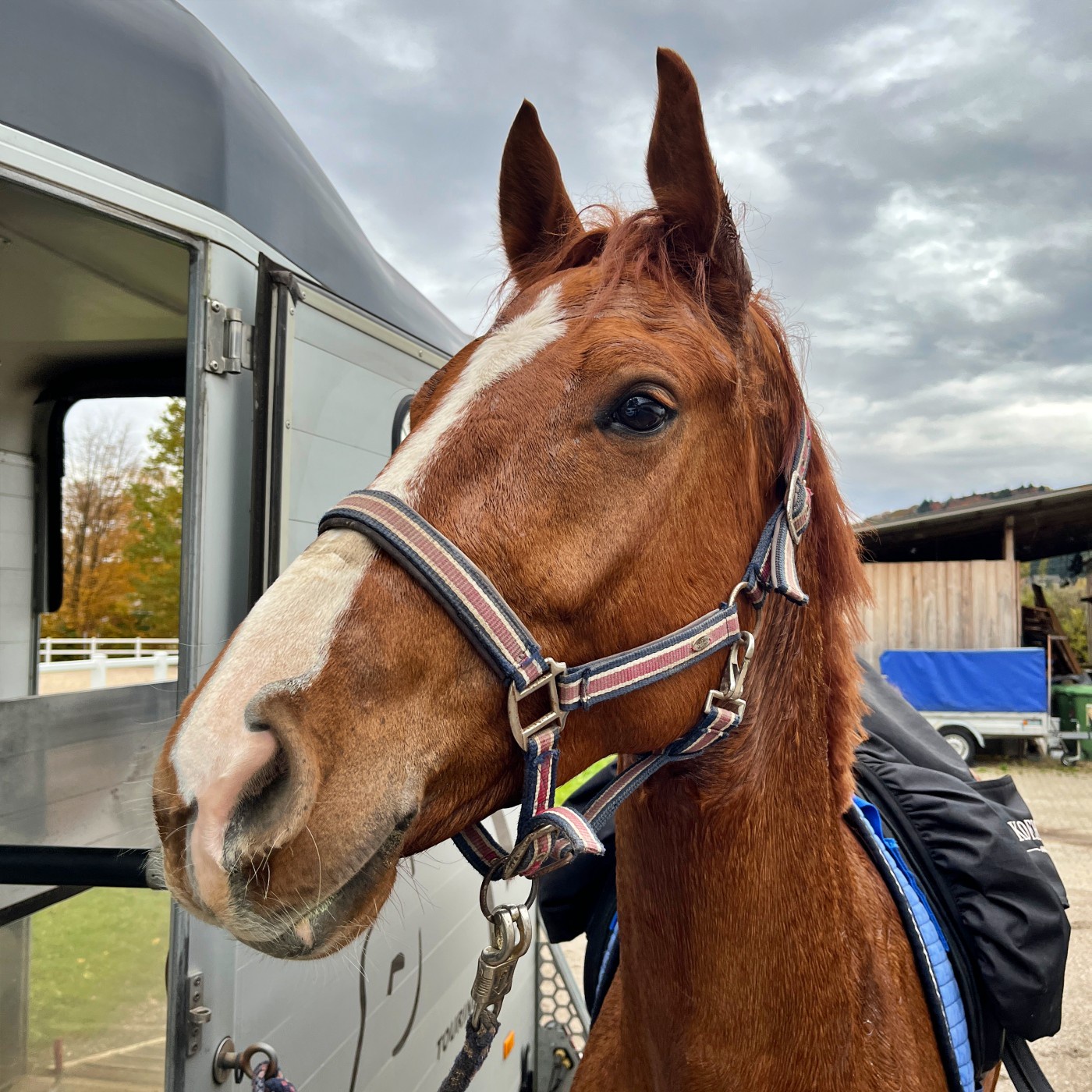 #392 Pferdeleute im Alarmmodus: Hände weg von der Blutregel!
