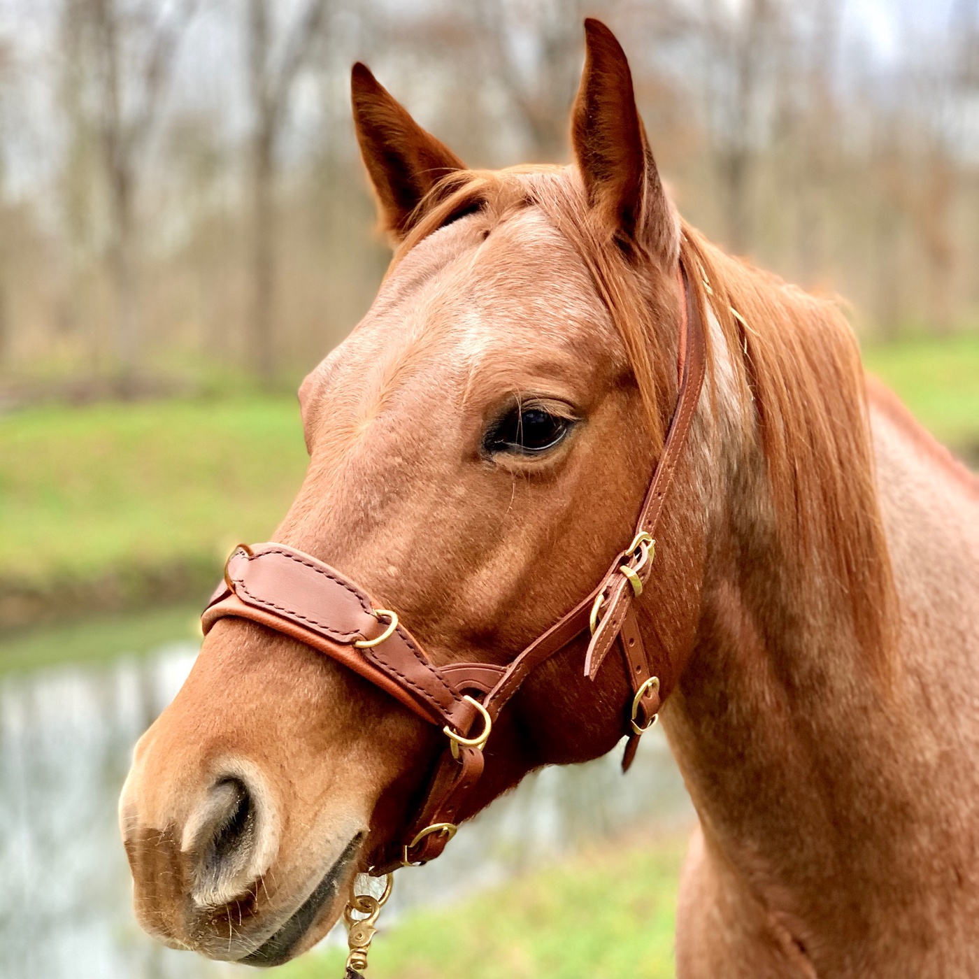 Wie du deinem Pferd das Leben schöner machen kannst