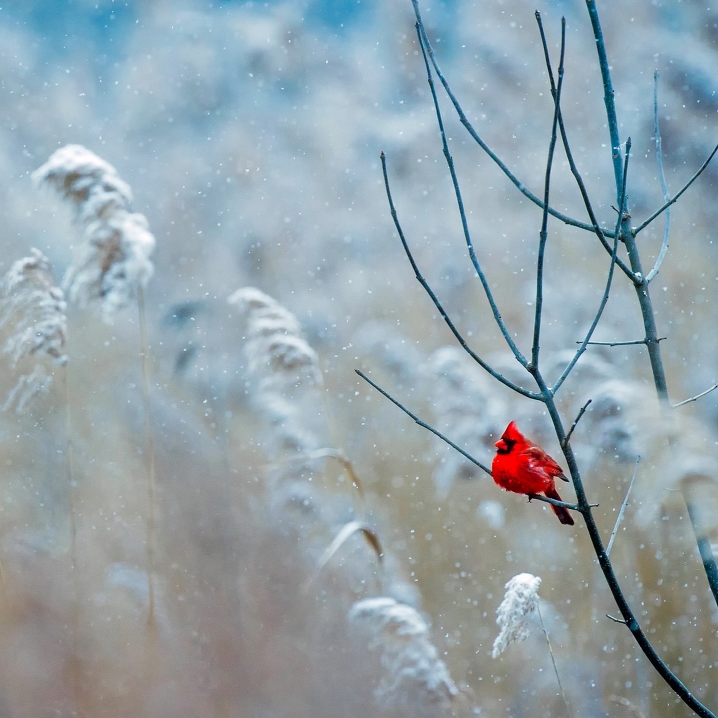 Adventkalender