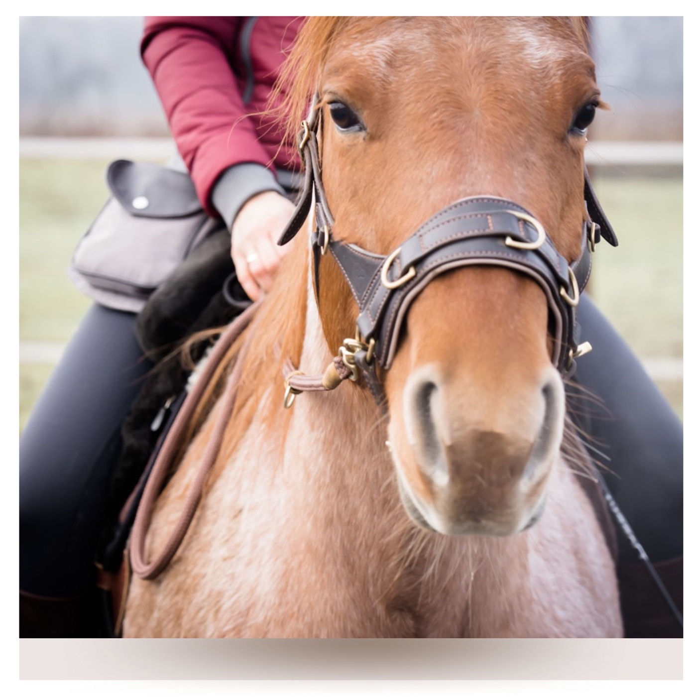 Freier und Losgelassener mit dem Pferd