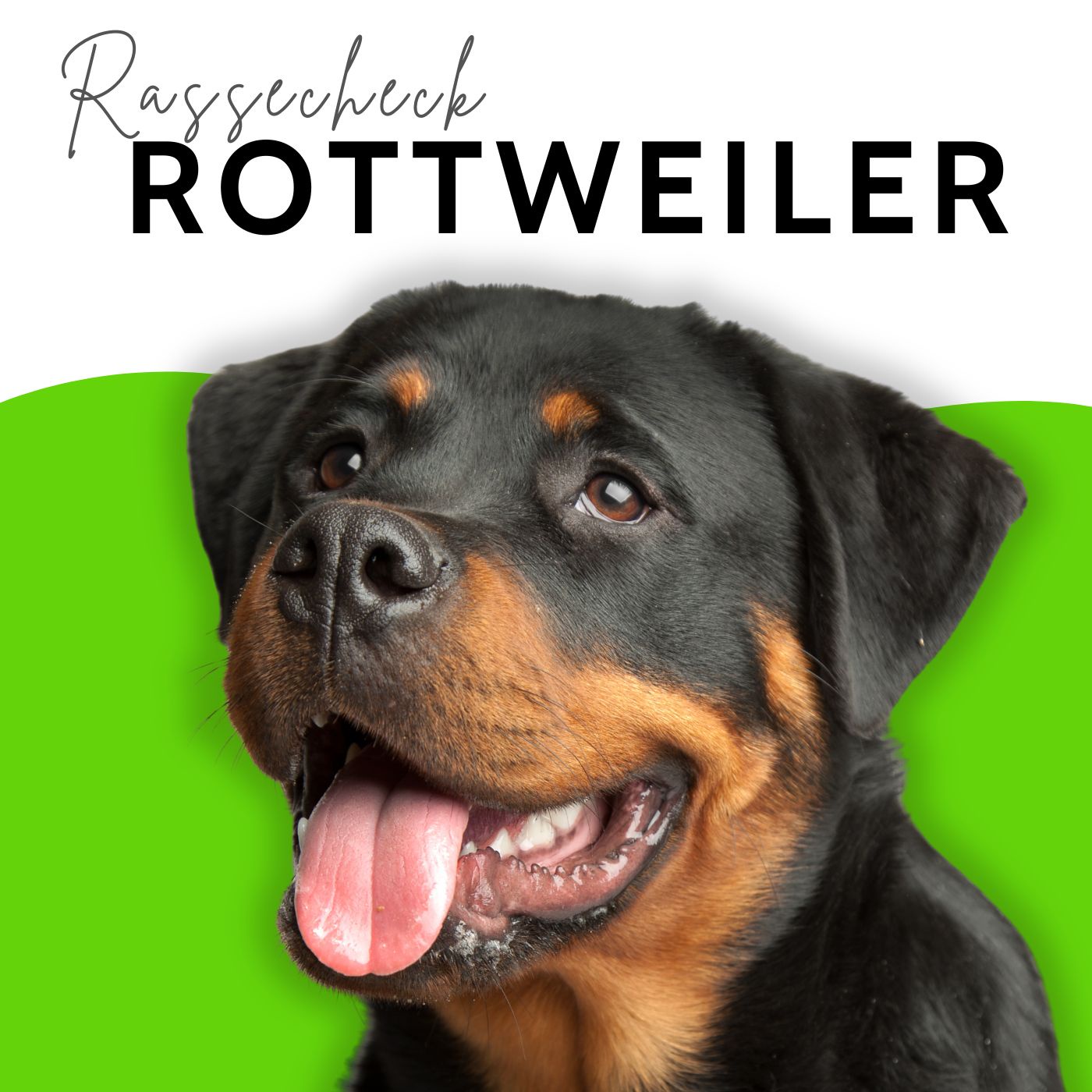 Rottweiler: NICHTS für Anfänger - aus GUTEM Grund