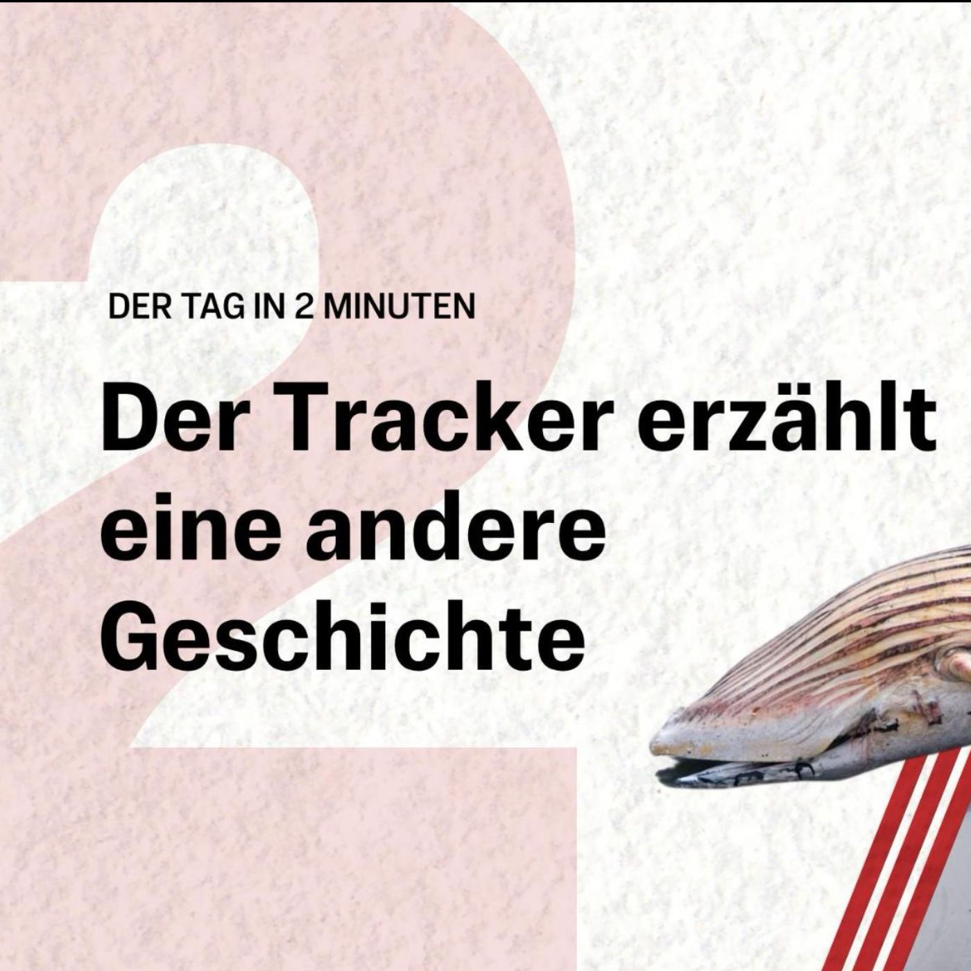 Neue Erkenntnisse zu Buckelwal Timmy | Der Tag in 2 Minuten