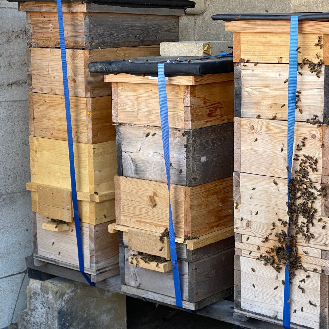 Der Dom und seine Bienen.