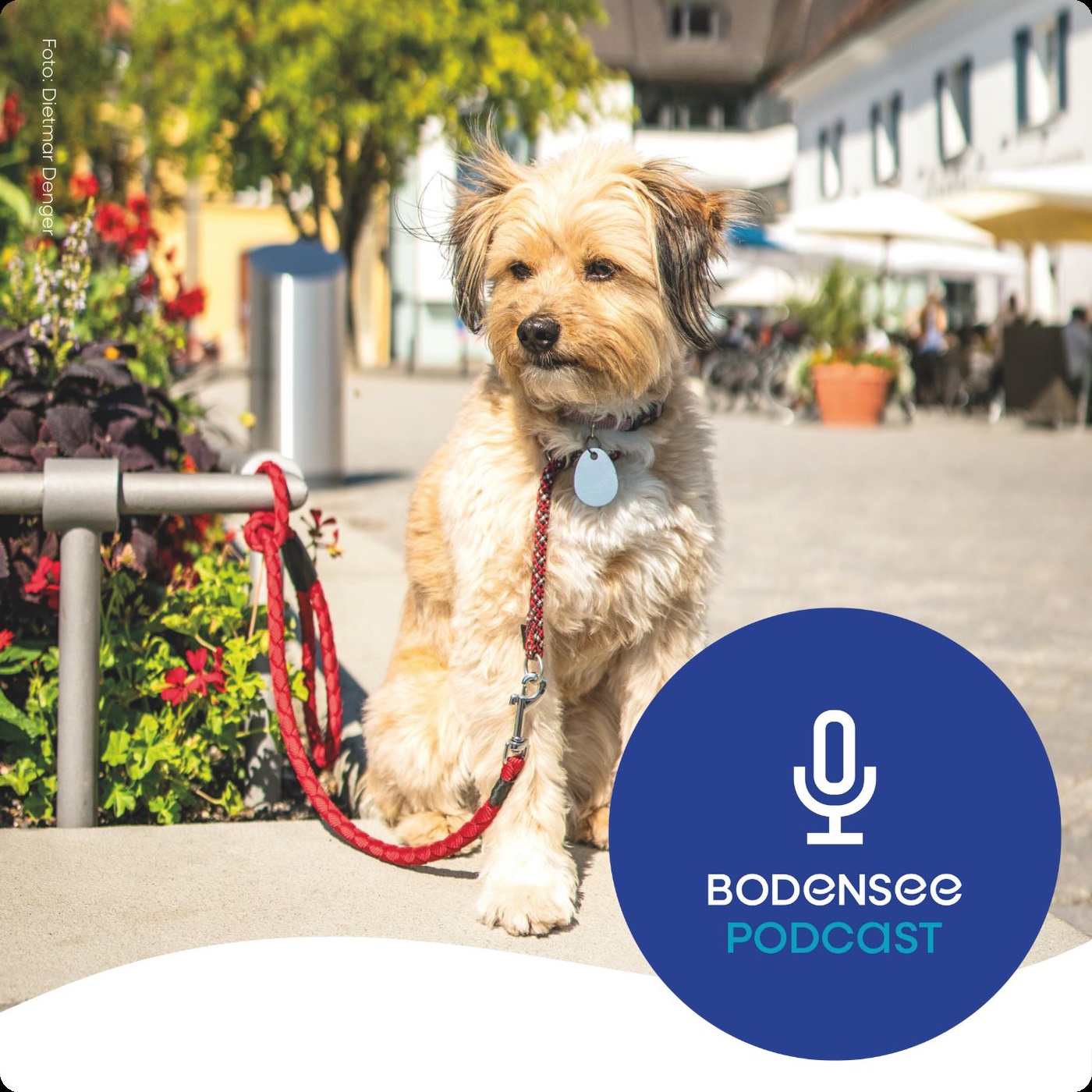 Urlaub mit Hund am Bodensee - Tipps vom Profi