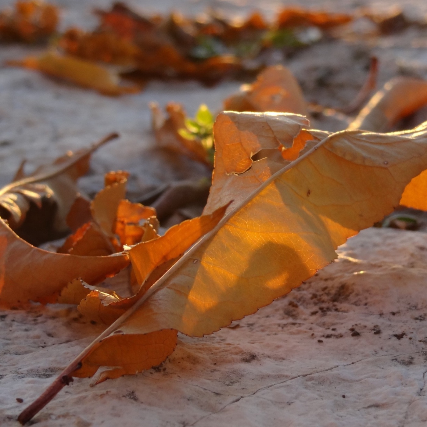 12 - Aurie und die Arbeit mit den Schatten