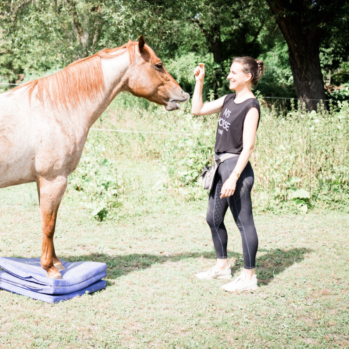 Für mehr Kreativität bei deinem Pferd