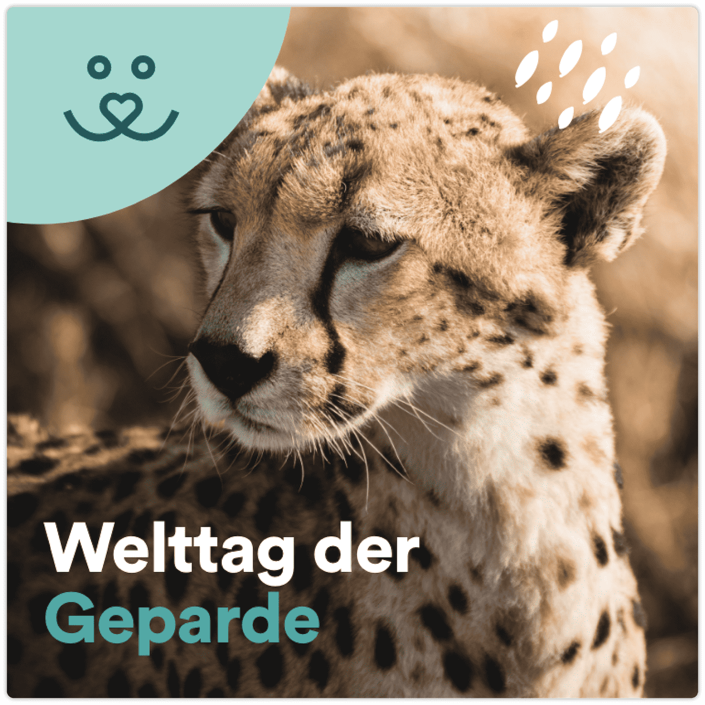 Update No. 78: Welttag der Geparde 2023 – Warum die Raubkatzen bedroht sind 🐯🐆