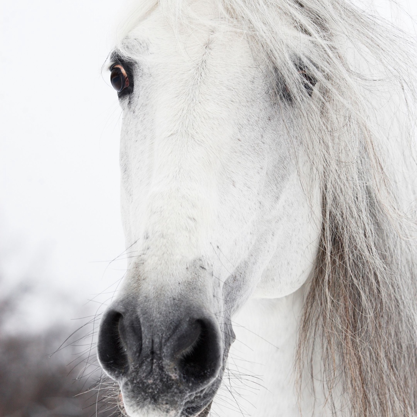 Schreckhaftes Pferd?