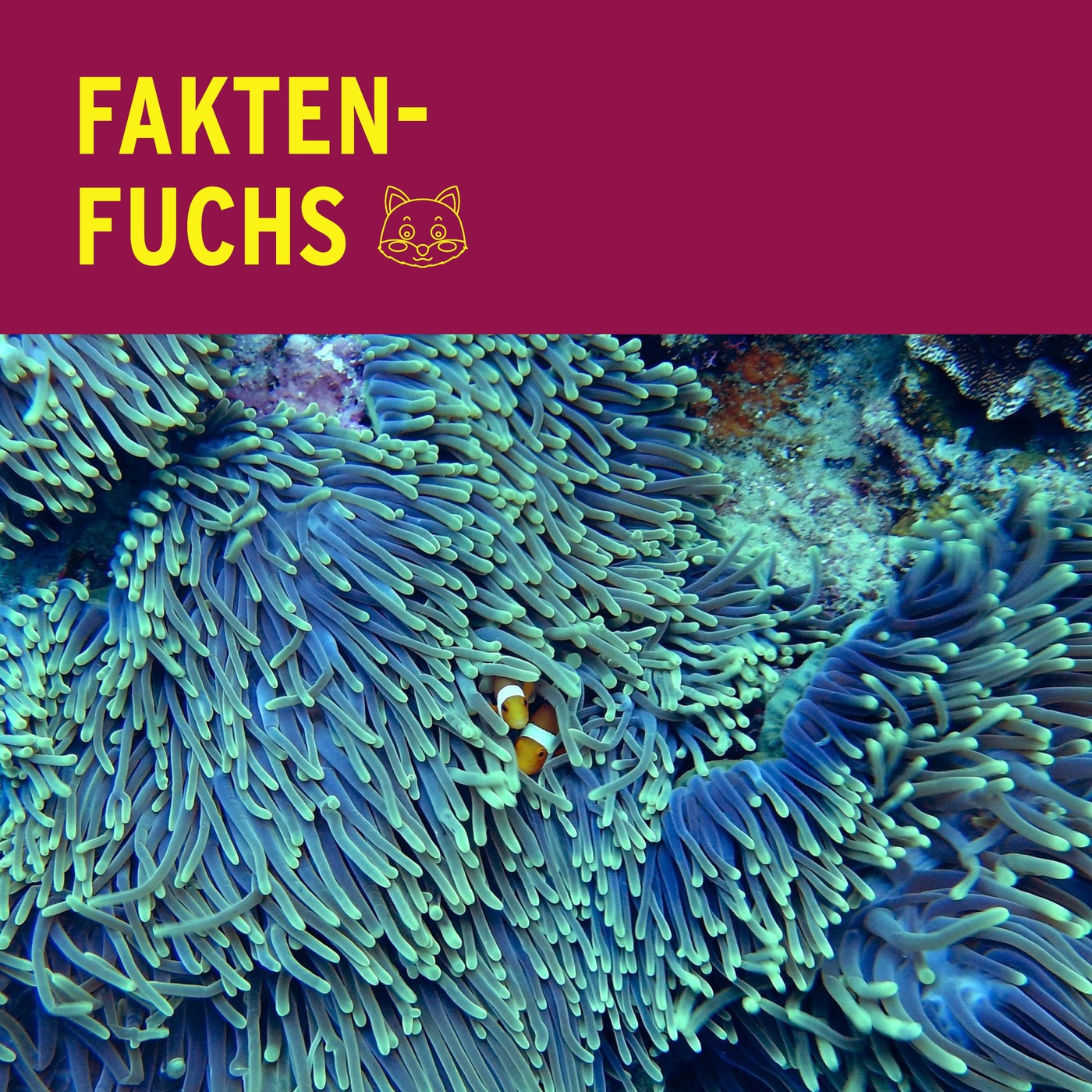 Faktenfuchs: Korallen