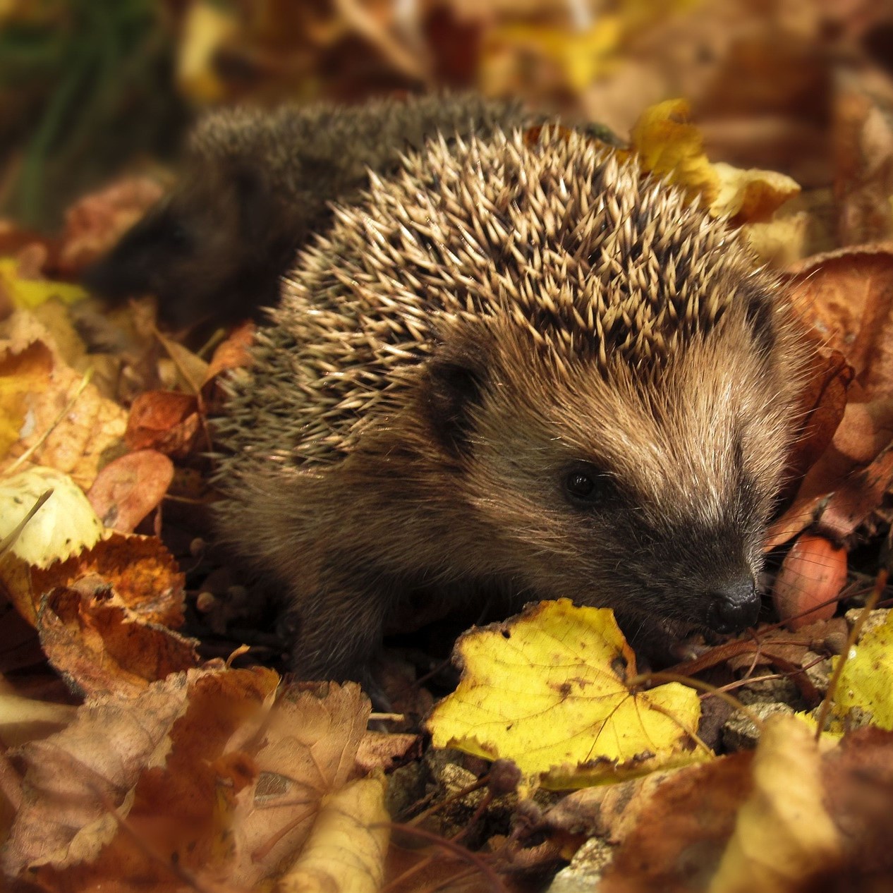 Schlaumeierfrage: Warum halten Tiere Winterschlaf?
